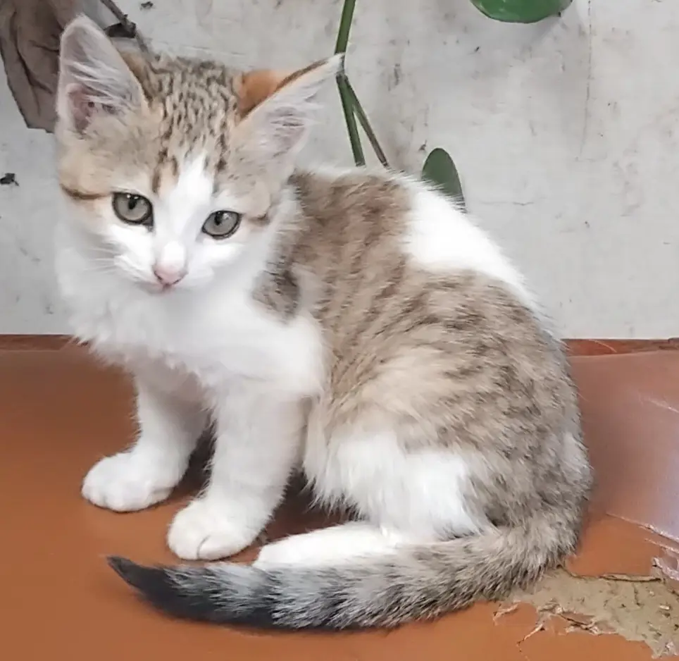 IMG_20250910_121939 IMG_20250910_121939